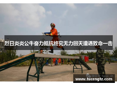 烈日炎炎公牛奋力抵抗终究无力回天遭遇致命一击